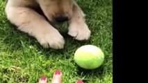 Best Of Cute Golden Retriever Puppies Compilation #41 - Funny Dogs 2018_13-06-2018_1