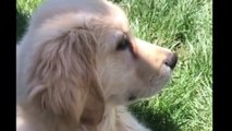 Best Of Cute Golden Retriever Puppies Compilation #40 - Funny Dogs 2018_13-06-2018_5