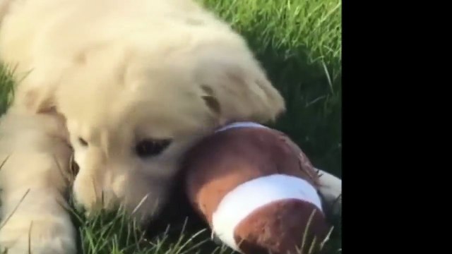 Best Of Cute Golden Retriever Puppies Compilation #41 - Funny Dogs 2018_13-06-2018_4