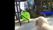 Best Of Cute Golden Retriever Puppies Compilation #42 - Funny Dogs 2018_13-06-2018_2