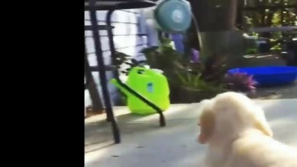 Best Of Cute Golden Retriever Puppies Compilation #42 - Funny Dogs 2018_13-06-2018_2