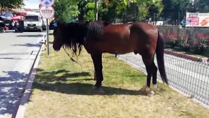 Zabıta ağaca bağlanan atın sahibini aradı