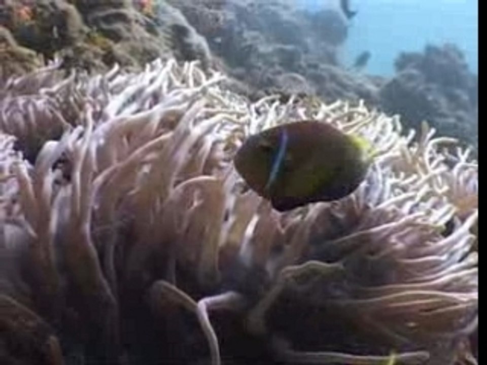 Maldives