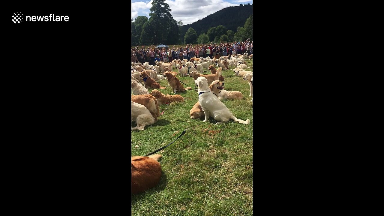 Record-breaking gathering of golden retrievers in Scottish Highlands