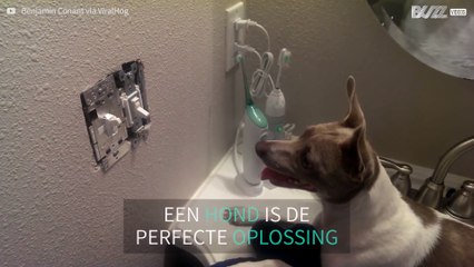 Hond eet levende muis op