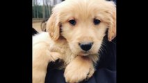 Best Of Cute Golden Retriever Puppies Compilation #12 - Funny Dogs 2018_13-06-2018_1
