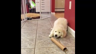 Best Of Cute Golden Retriever Puppies Compilation #12 - Funny Dogs 2018_13-06-2018_4