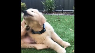 Best Of Cute Golden Retriever Puppies Compilation #14 - Funny Dogs 2018_13-06-2018_1