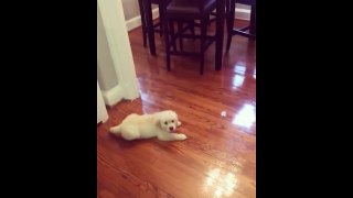 Best Of Cute Golden Retriever Puppies Compilation #14 - Funny Dogs 2018_13-06-2018_3