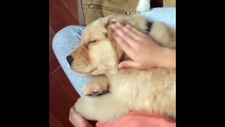 Best Of Cute Golden Retriever Puppies Compilation #25 - Funny Dogs 2018_13-06-2018_4