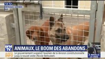 La SPA débordée par les abandons