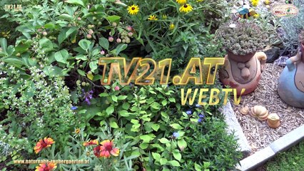 Traumgarten - Gartentraum  - Tag der offenen Gartentür in Deutsch Wagram