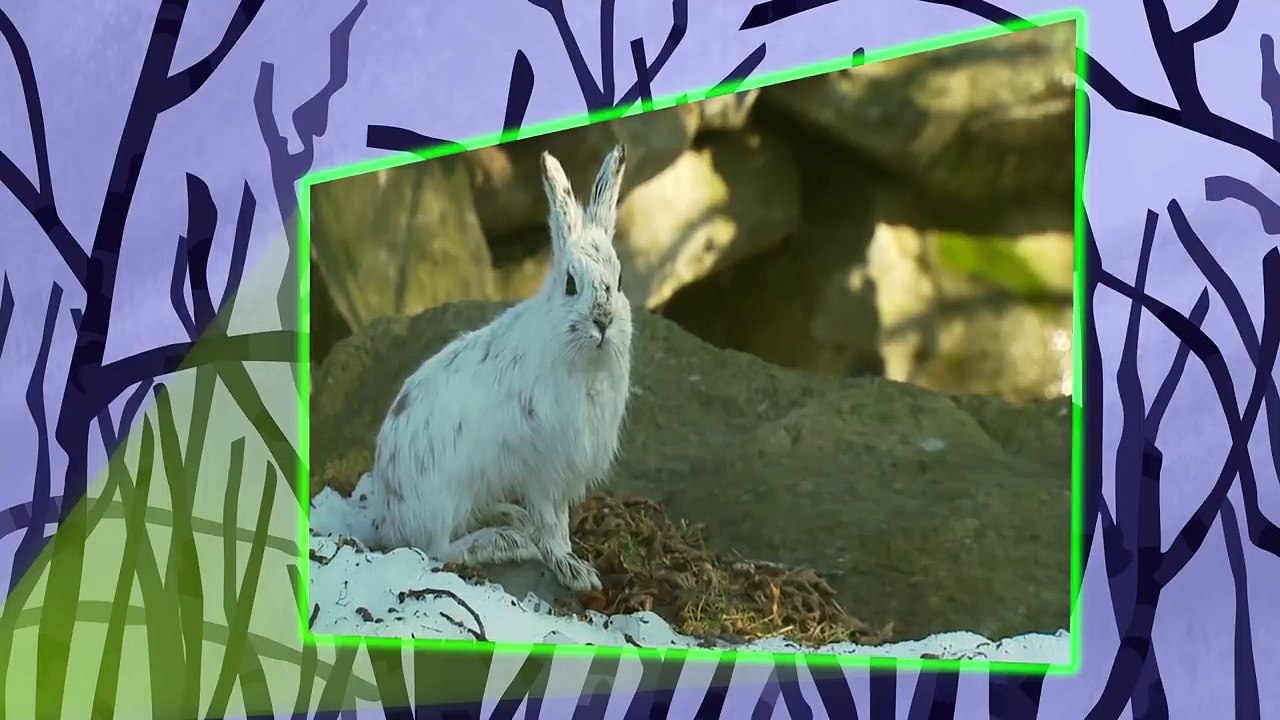 Wild Kratts It's Snow Fun Time! video Dailymotion