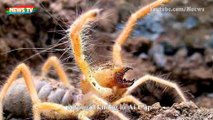 10 Loài nhện nguy hiểm nhất thế giới