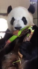 İnsanda bambu yeme isteği uyandıran sevimli panda