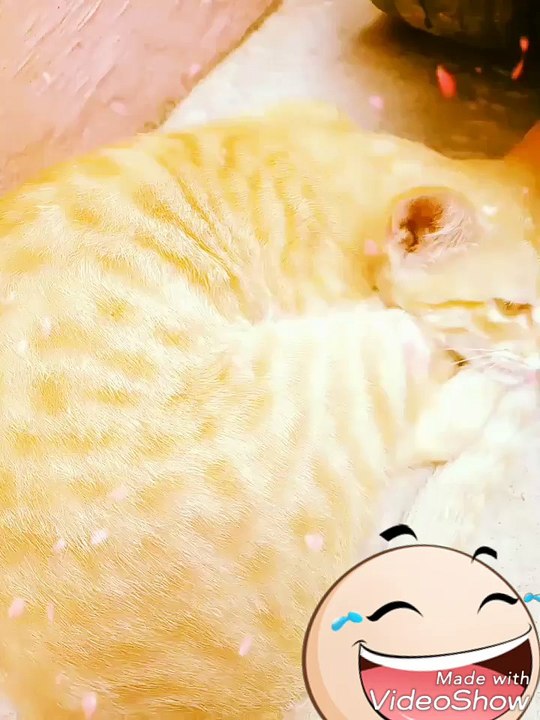 Cat is sleeping