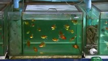 How It's Made Aquarium Fish (Goldenfish)