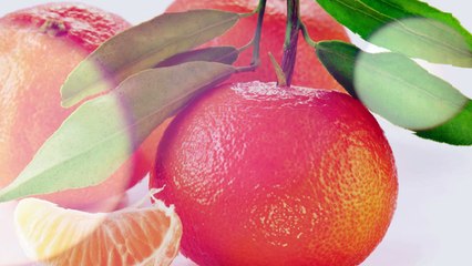 Le vinaigre balsamique, le grand cru des vinaigres