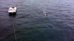 Un touriste russe nage à coté d'un énorme requin et en rigole