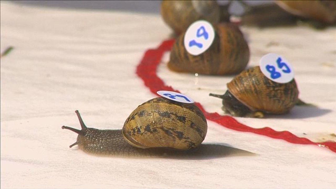 Schnecke 'Hosta' lief um ihr Leben