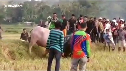 Buffalo lock horns in Indonesia