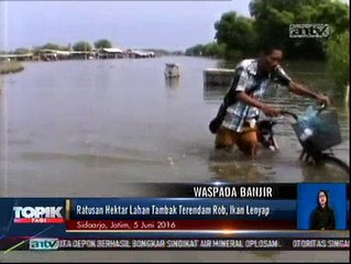 Ratusan Hektar Lahan Tambak Terendam Banjir Rob, Ikan Lenyap
