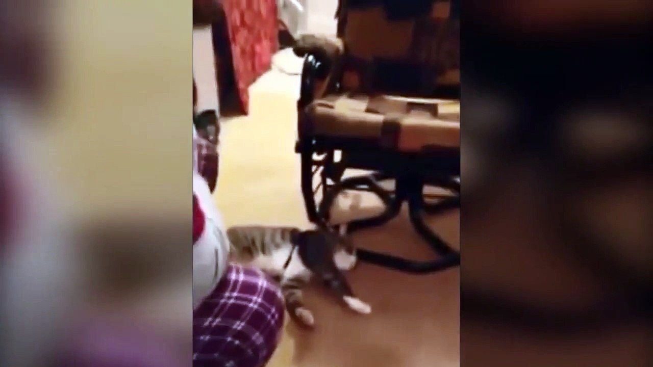 Un chat prétend être mort alors il ne sort pas avec son compagnon Hahaha