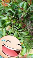 Green plant red flower