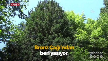 En yaşlı porsuk ağacına doğum günü pastası kesildi