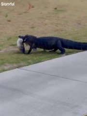 Un alligator traverse un green de golf avec un poisson énorme dans la gueule