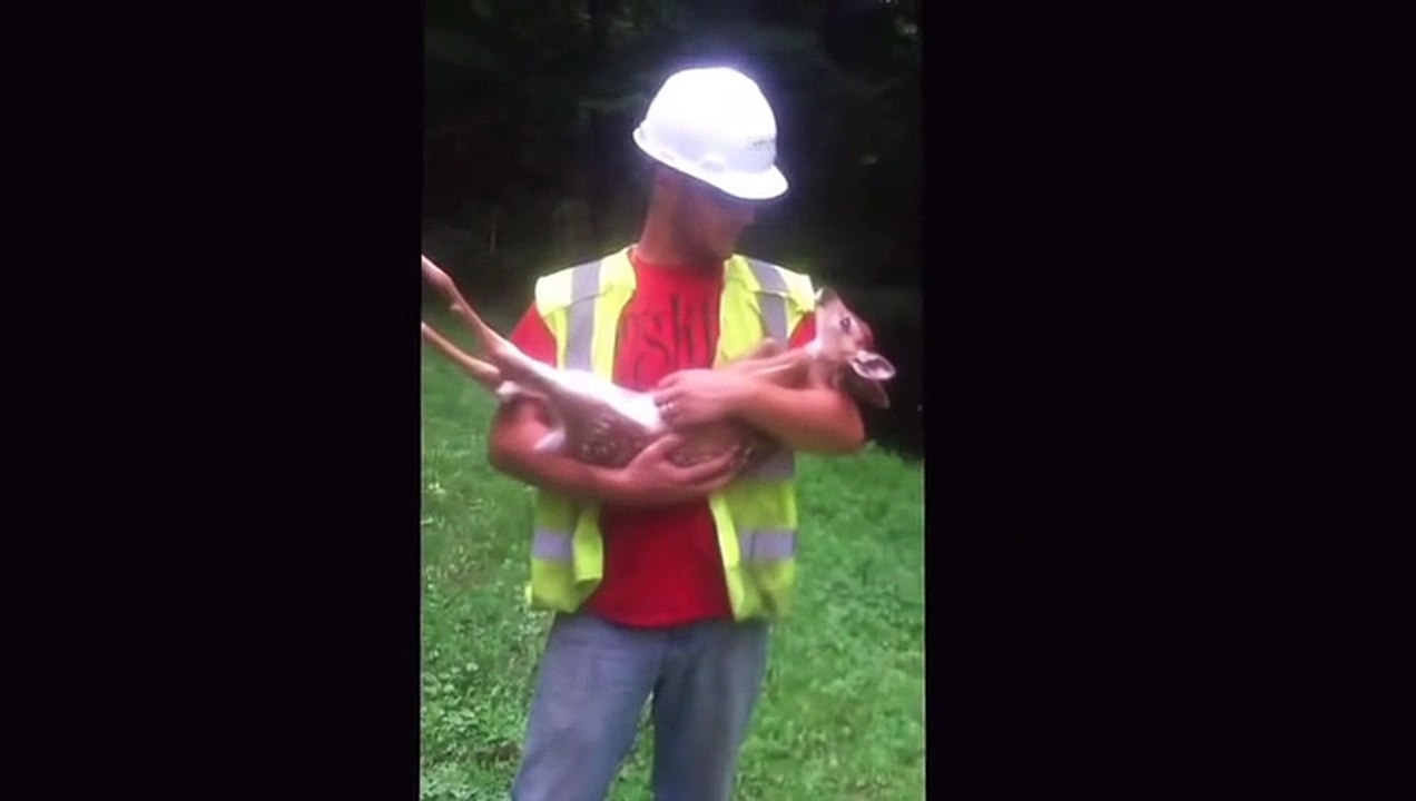 Il sauve un faon qui ne va plus le quitter... Adorable