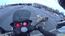 ANGRY DOGS vs BIKERS & DOGS ATTACKING MOTORCYCLE - BAD DOGS [Ep #05]  BEST Compilation 2017