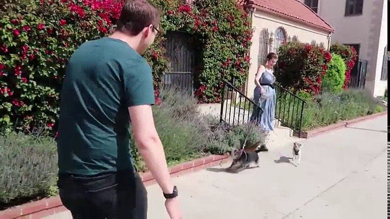 Keith Puppysits The Try Guys Dogs