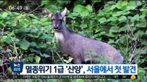 [뉴스터치] 멸종위기 1급 '산양', 서울에서 첫 발견 外
