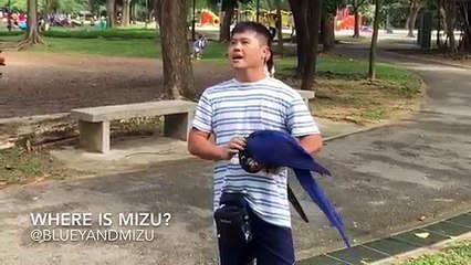 Bluey & Mizu: most playful and intelligent parrots play hide and seek