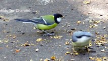 Cute birds - Eurasian Nuthatch and Great Tit Song