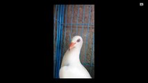 fancy pigeons/kabootar in pakistan | BIRDS AND ANIMALS