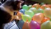 Cats scared of ballons!! Funny Part 1