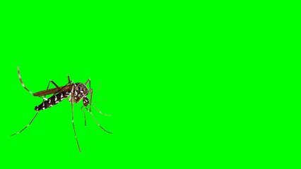 GREEN SCREEN MOSQUITO