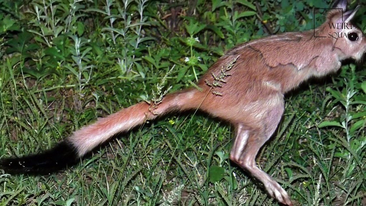 Interesting facts about spring hare by weird square