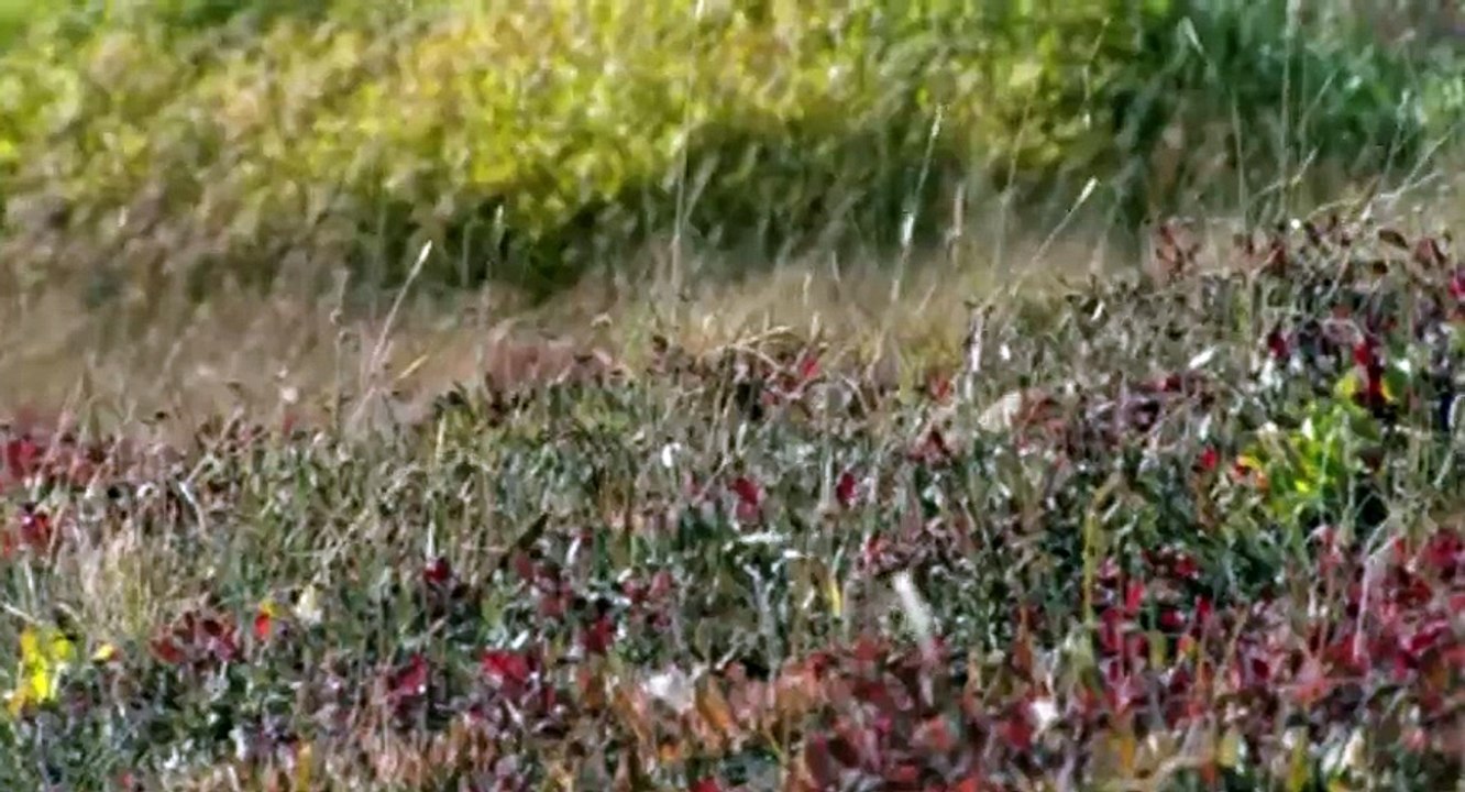 Alaska Earth’s Frozen Kingdom S01 - Ep03 Winter - Part 01 HD Watch