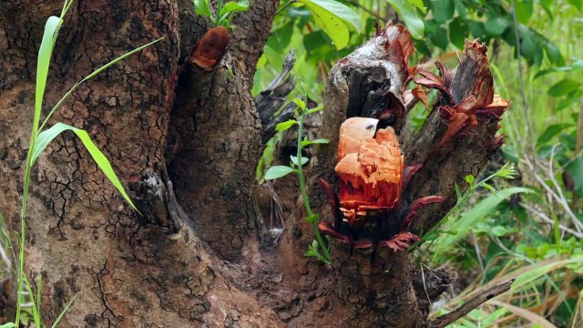 Sustainable farming to stop deforestation in Mozambique