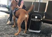 Service Dog Reacts Before Owner's Panic Attack