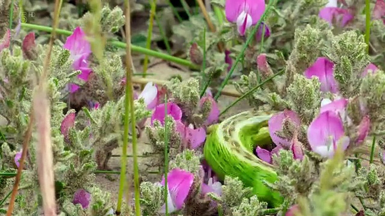 Wild Britain S01E03