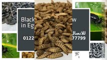 الان ذبابة الجندي الاسود بمصر,Black Soldier FLY Now in Egypt