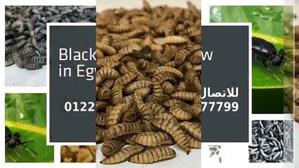 الان ذبابة الجندي الاسود بمصر,Black Soldier FLY Now in Egypt