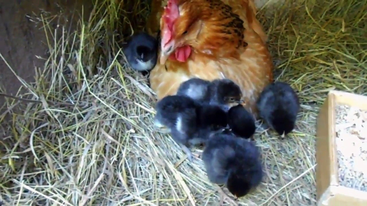 Poussins sous poule couveuse au jour 1
