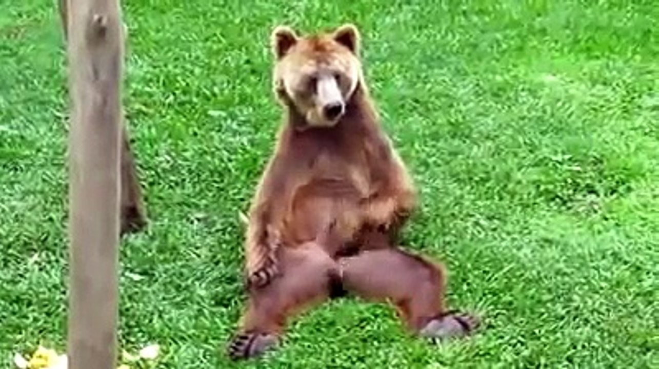 Bear Hits Himself In The Nuts