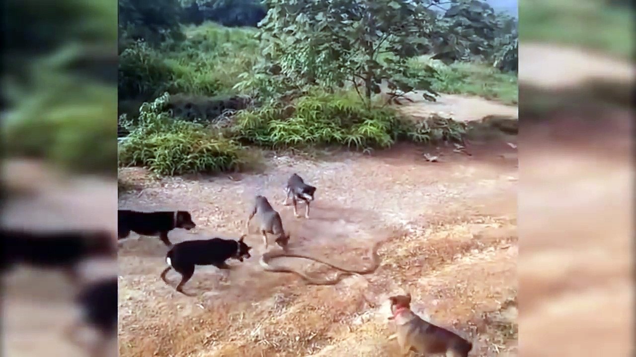 Serpent et un groupe de chiens .. Voir qui gagne à la fin