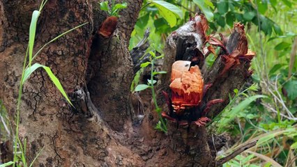 Mozambique: l'agriculture de conservation au secours de la forêt